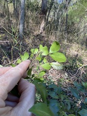 Psydrax odorata buxifolia