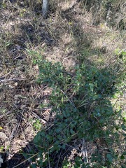Psydrax odorata buxifolia