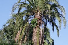 Heptapleurum actinophyllum