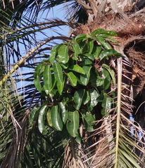 Heptapleurum actinophyllum