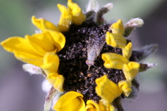 Euarestoides acutangulus