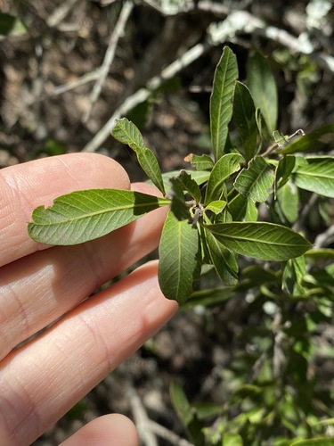 Image of Holly Bush (Alectryon diversifolius) by (c) Greg Tasney, some rights reserved (CC BY-SA)