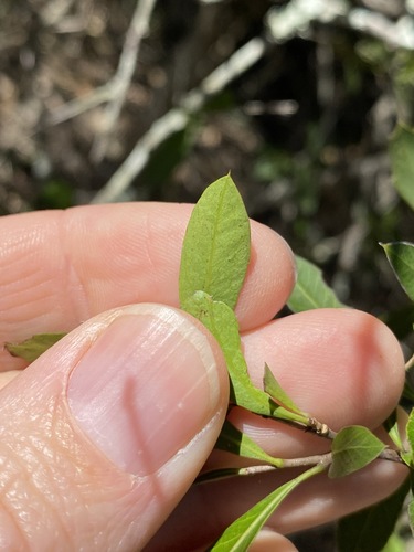 Image of Holly Bush (Alectryon diversifolius) by (c) Greg Tasney, some rights reserved (CC BY-SA)