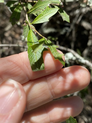 Image of Holly Bush (Alectryon diversifolius) by (c) Greg Tasney, some rights reserved (CC BY-SA)