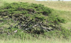 Vachellia sieberiana