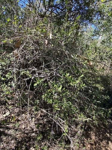 Image of Holly Bush (Alectryon diversifolius) by (c) Greg Tasney, some rights reserved (CC BY-SA)