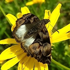 Noctuana