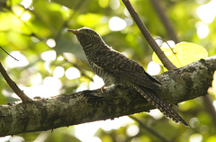 Cacomantis variolosus sepulcralis