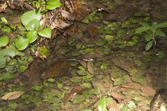Cryptocoryne griffithii