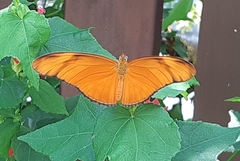 Dryas iulia
