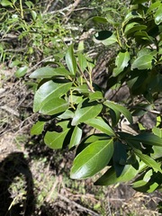 Psydrax odorata odorata