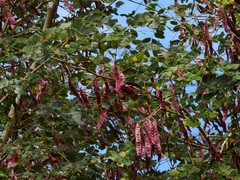 Albizia procera