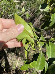 Psydrax odorata odorata