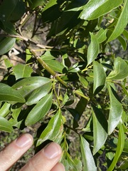 Psydrax odorata odorata