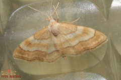 Idaea circuitaria