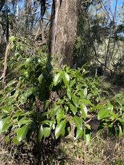 Psydrax odorata odorata