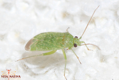 Orthotylus flavosparsus