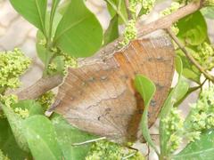 Catacroptera cloanthe cloanthe