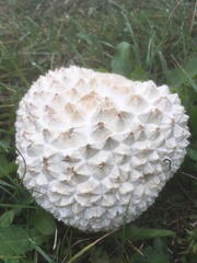 Calvatia sculpta
