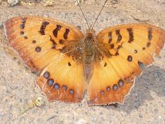 Catacroptera cloanthe cloanthe
