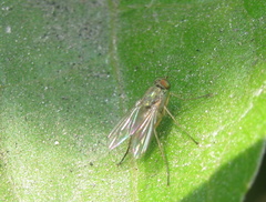Diaphorus