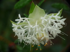 Pimelea lehmanniana