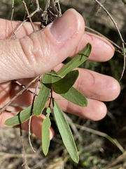 Denhamia cunninghamii