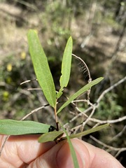 Denhamia cunninghamii