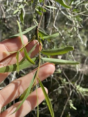 Denhamia cunninghamii