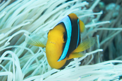 Amphiprion chrysopterus
