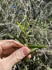 Denhamia cunninghamii