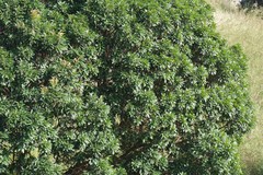 Protorhus longifolia