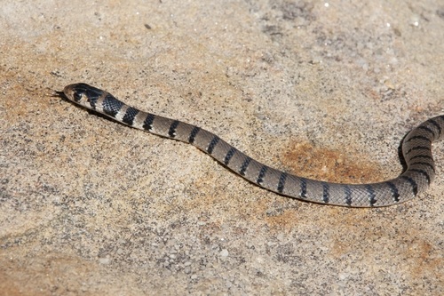 Eastern Brown Snake sighting