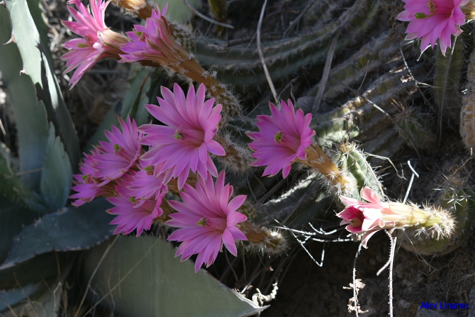Echinocereus scheeri ssp. scheeri