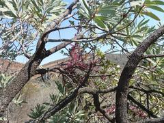 Tapinanthus rubromarginatus