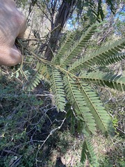 Acacia glaucocarpa