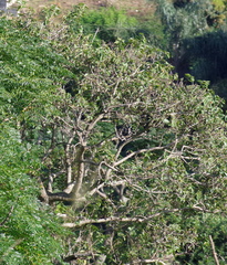 Bridelia micrantha
