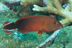 Cephalopholis urodeta