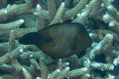 Amanses scopas