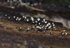 Holwaya mucida