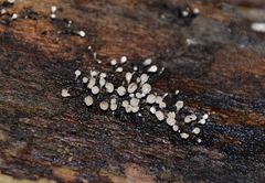 Holwaya mucida
