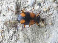 Tinoderus singularis