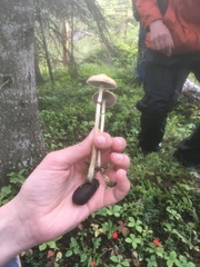 Protostropharia alcis