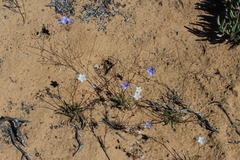 Heliophila lactea