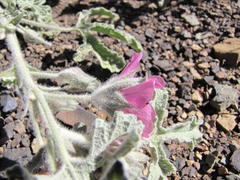 Anisodontea anomala
