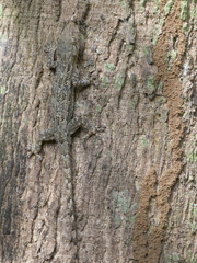 Hemidactylus platycephalus