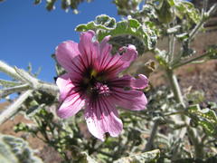 Anisodontea anomala