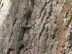 Hemidactylus platycephalus