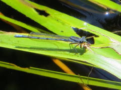 Pseudagrion furcigerum