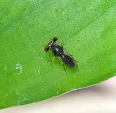 Sphyracephala hearseiana